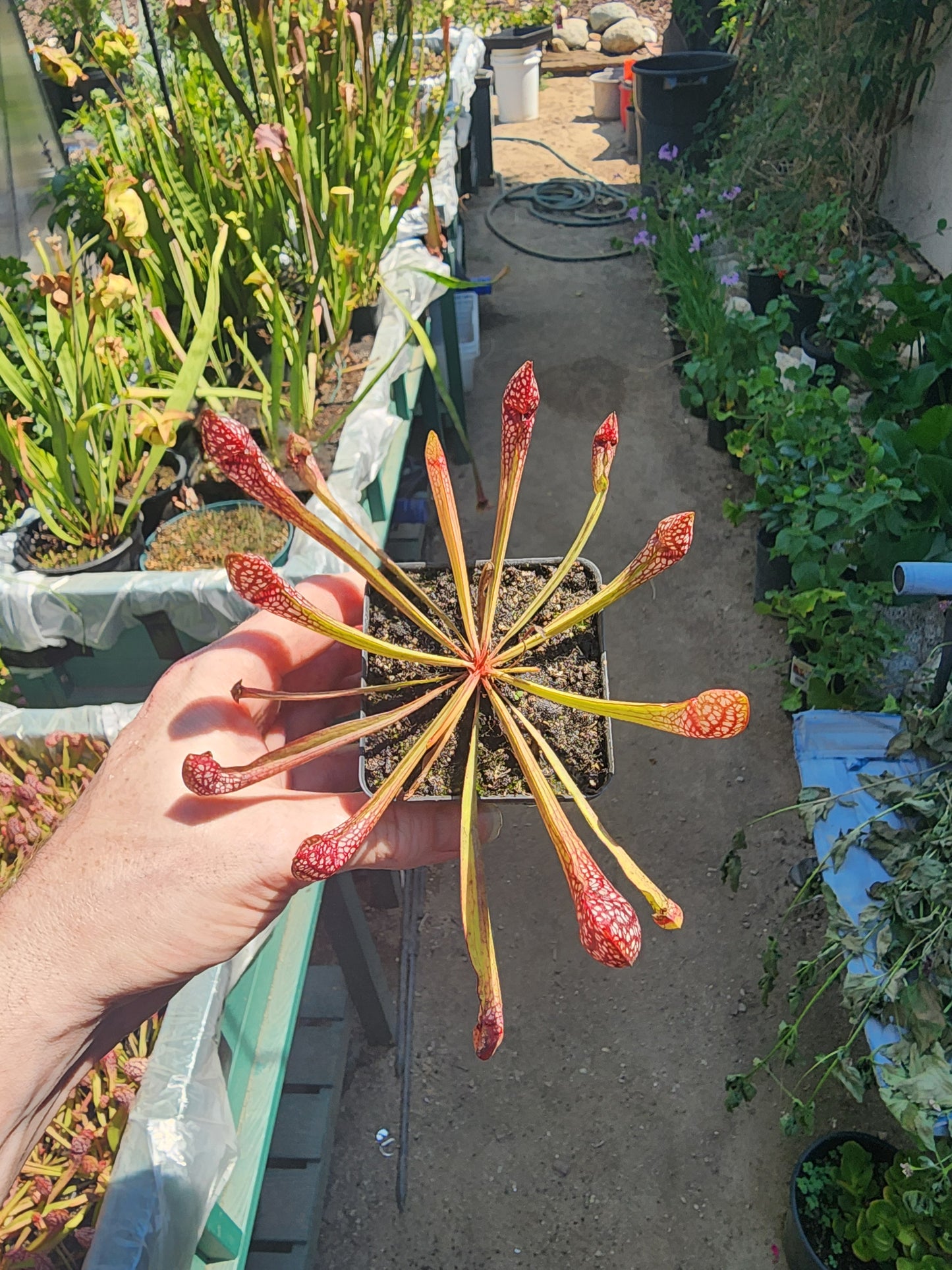 Sarracenia Scarlet Belle