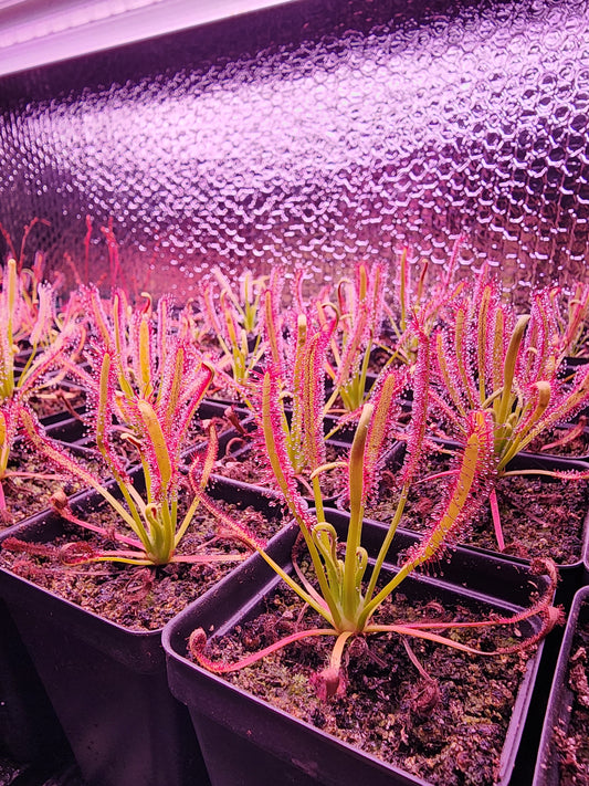 Drosera Capensis