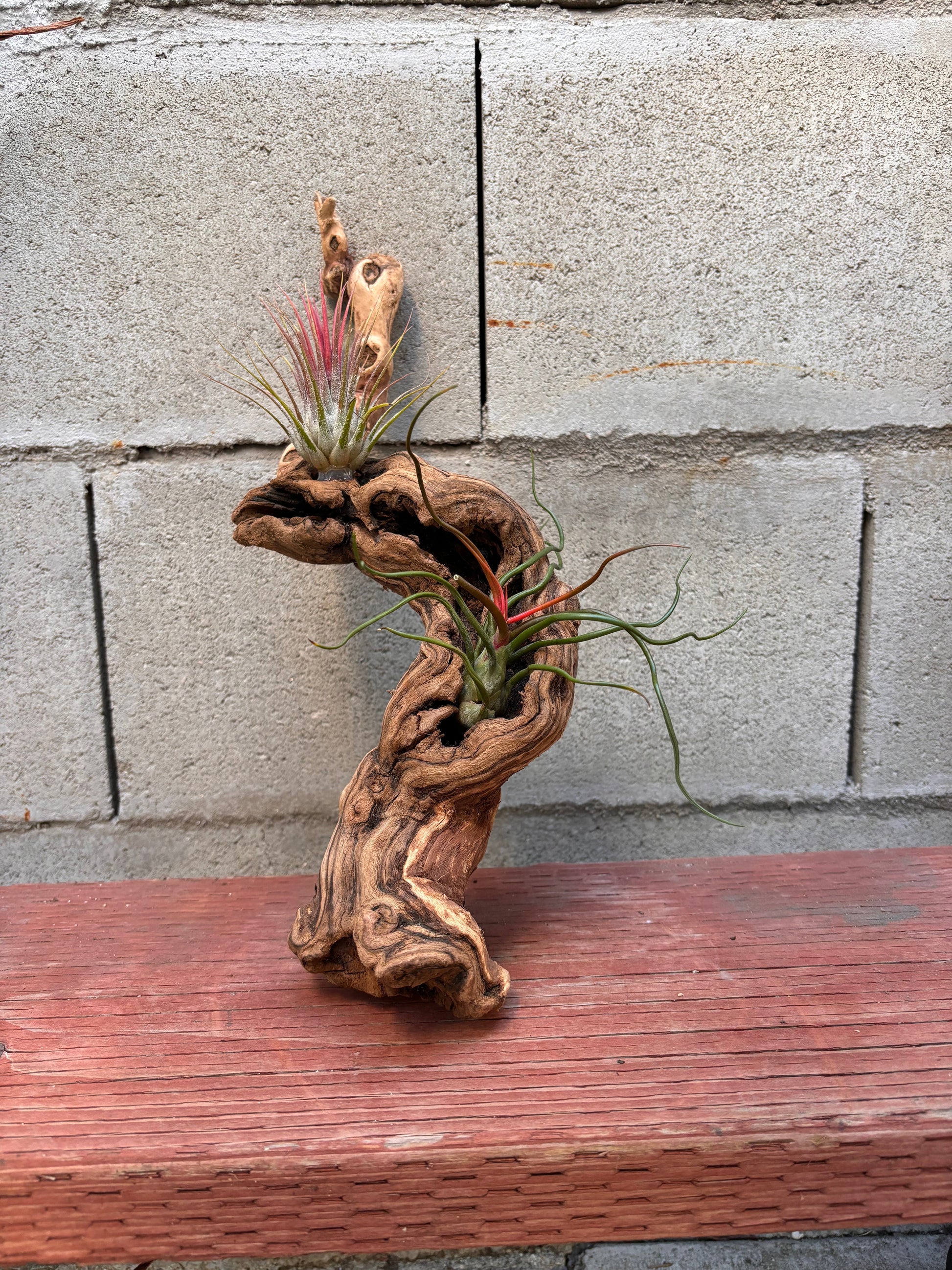 driftwood air plants display Mounted Tillandsia on Grapewood Hanging – Drosera Dreams