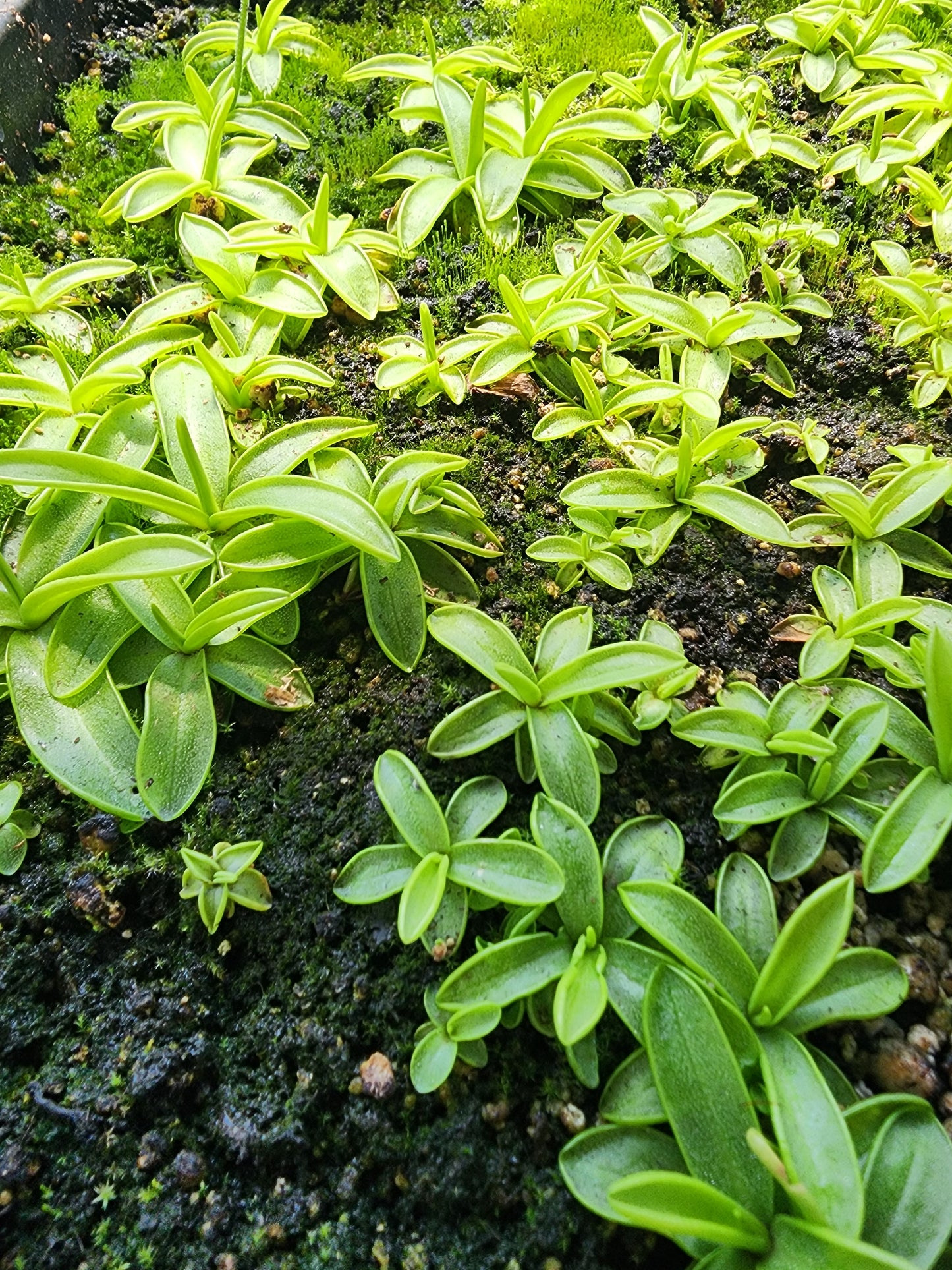 Pinguicula Primuliflora