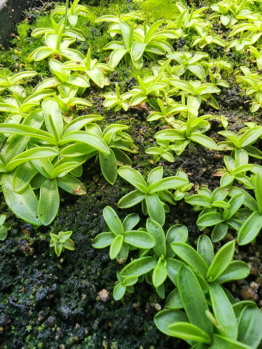 Pinguicula Primuliflora