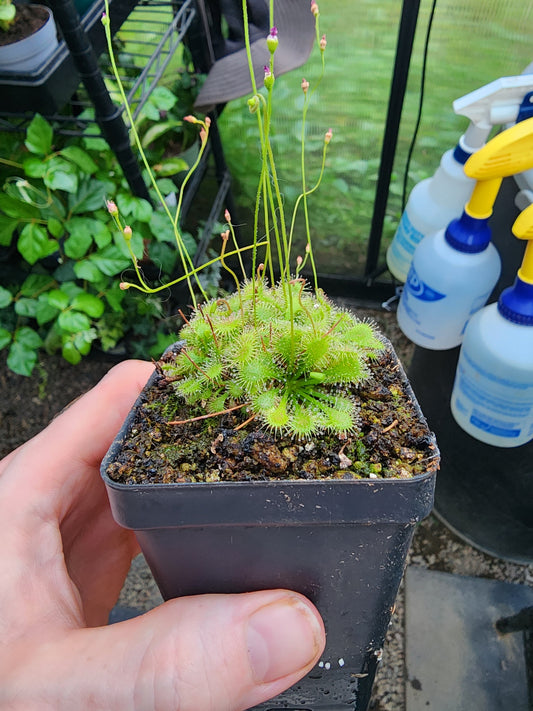 Drosera Spatulata