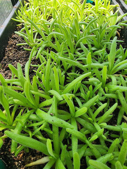 Pinguicula Moctezumae