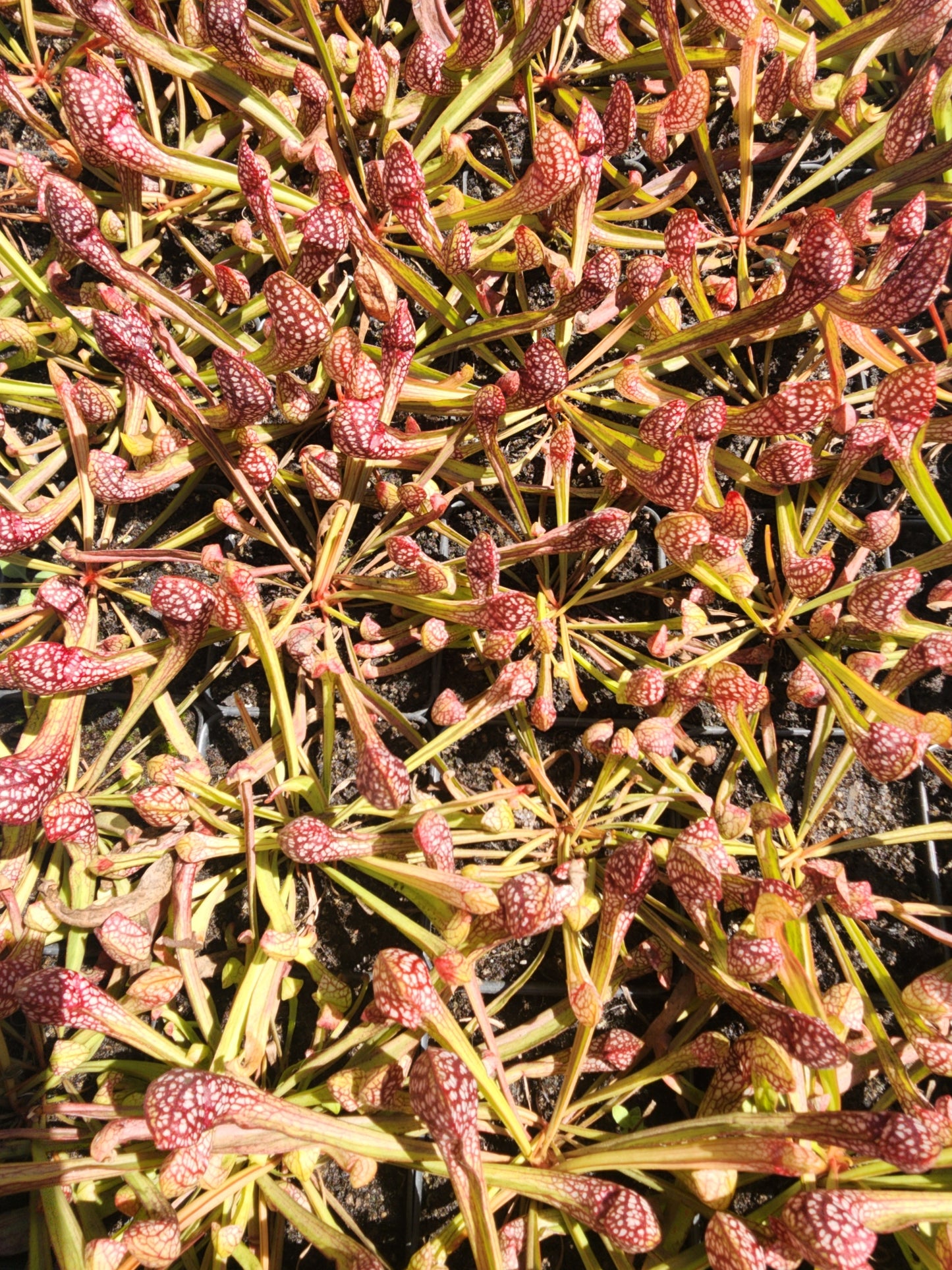Sarracenia Scarlet Belle