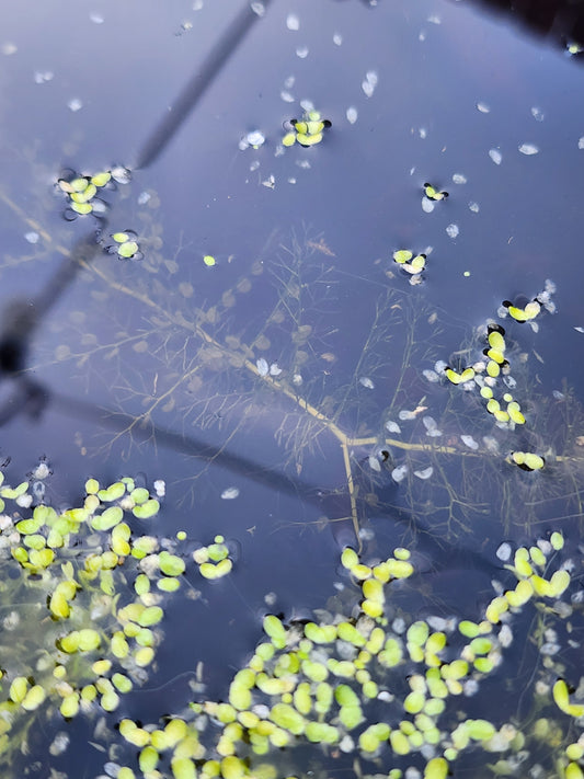 Utricularia Macrorhiza